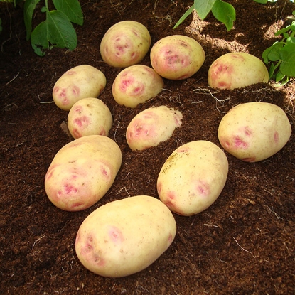 Picture of Potatoes Picasso 2.5kg - Early Main. DELIVERY END OF FEB-MARCH 2025