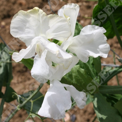 Picture of Sweet Pea Spencer White Supreme Seeds