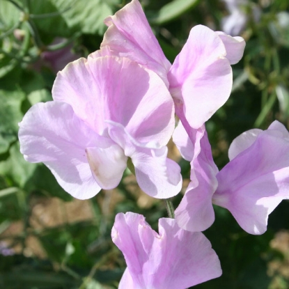 Picture of Sweet Pea Daphne Seeds