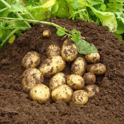 Picture of Potatoes Premiere 2.5kg - Second Early. DELIVERY END OF JAN-MARCH 2025