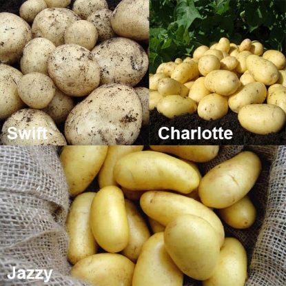 Picture of Patio Seed Potato Collection - 2.5kg each Rocket, Charlotte & Jazzy.