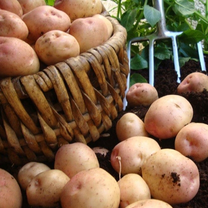 Picture of Potatoes Kerrs Pink 2.5kg - Late Main. DELIVERY END OF JAN-MARCH 2025