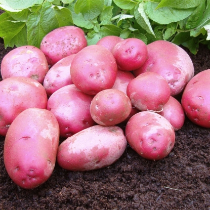 Picture of Potatoes Red Duke of York 2.5kg - First Early.