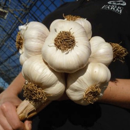 Picture of Garlic Solent Wight (Softneck) 2 Bulb Pack