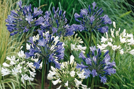 Picture for category Agapanthus