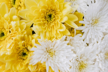 Picture for category Chrysanthemum