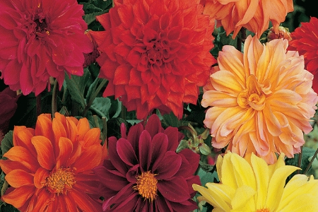 Picture for category Dahlia