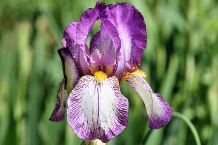 Picture for category Iris