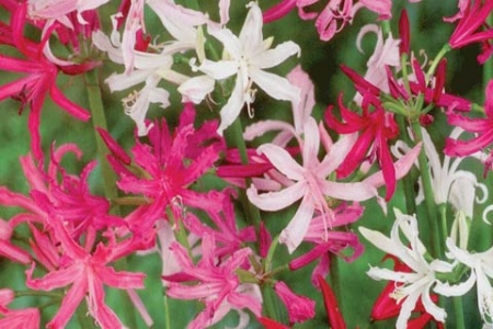 Picture for category Nerine