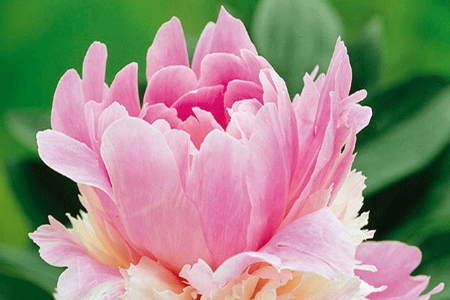 Picture for category Paeonia