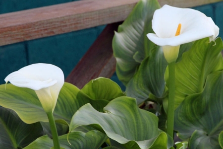 Picture for category Zantedeschia