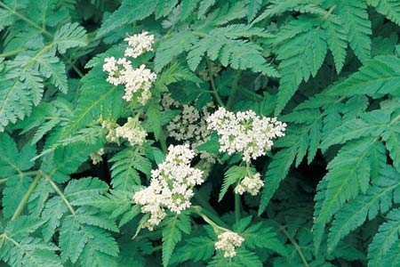 Picture for category Sweet Cicely