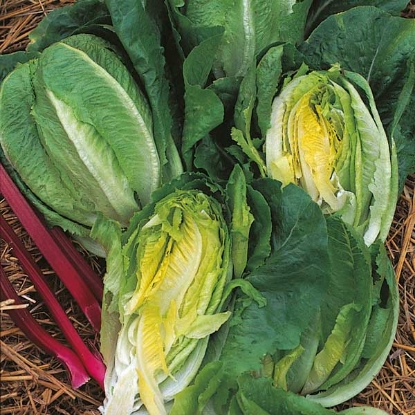 Picture of Lettuce Little Gem AGM - 12 plants - MAY DELIVERY