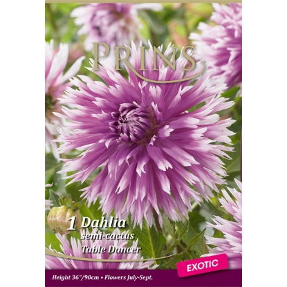 Picture of Dahlia Table Dancer - 3 Packs