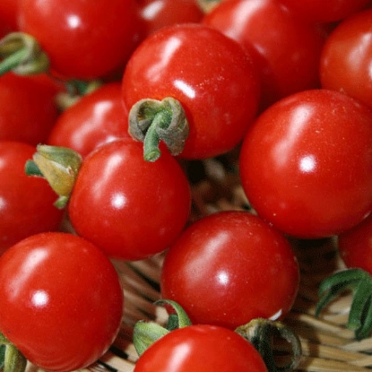 Picture of Tomato Sweet Aperitif Plug Plants - 3 x 9cm - MAY DELIVERY