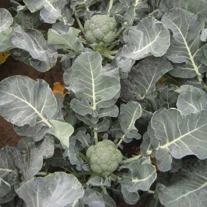 Picture of Calabrese Green Magic F1 - 12 PLANTS - MAY DELIVERY