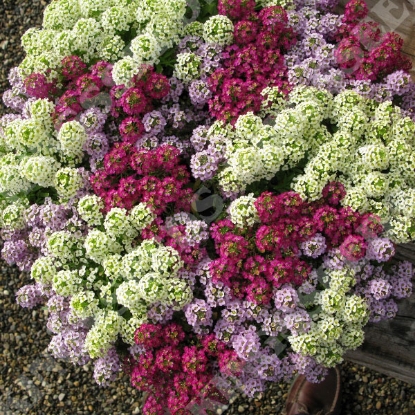 Picture of Alyssum Wonderland Cotton Candy