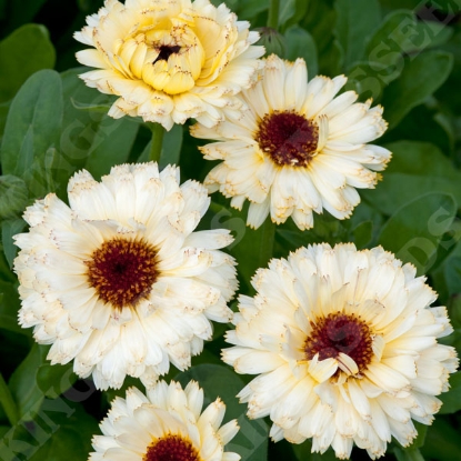 Picture of Calendula Snow Princess