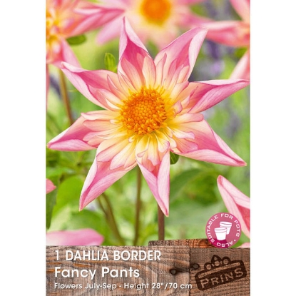 Picture of Dahlia Fancy Pants - 3 Tubers