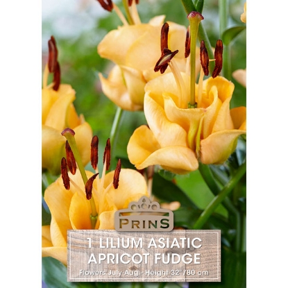 Picture of Lilium Asiatic - Apricot Fudge - 1 Bulb Pack