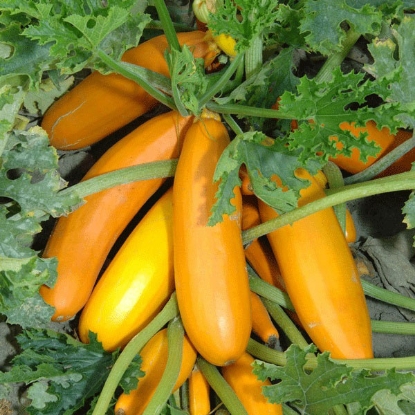 Picture of Courgette Gold Rush Plants - 3 x 9cm - MAY DELIVERY