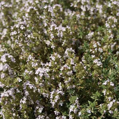 Picture of Herb Thyme Orangelo (Thymus fragrantissimus)