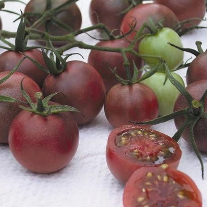 Picture of Tomato Black Cherry Plug Plants - 3x9cm Pots - JUNE DELIVERY