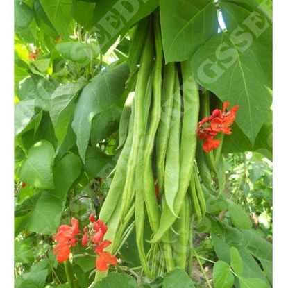 Picture of Runner Bean Firestorm (RHS Award of Garden Merit)