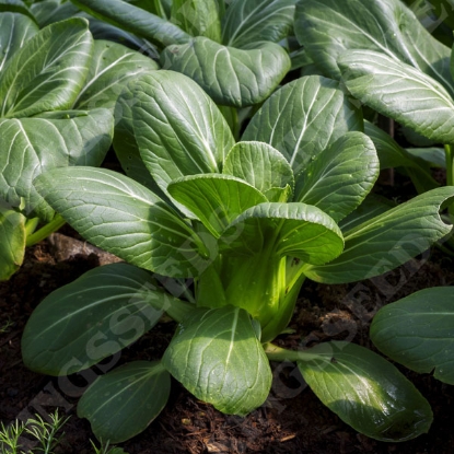 Picture of Pak Choi Green