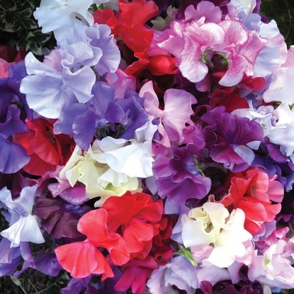 Picture of Sweet Pea Spencer Waved Premium Mix Plants - 2 Strips - MARCH DELIVERY