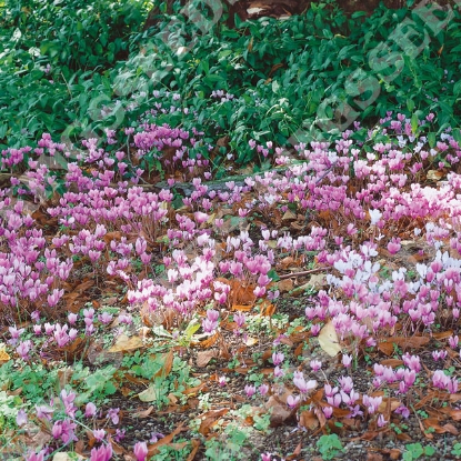 Picture of Cyclamen Neopolitanum