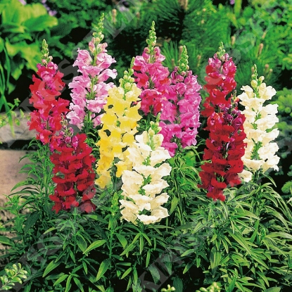 Picture of Antirrhinum Snap Happy Mixed