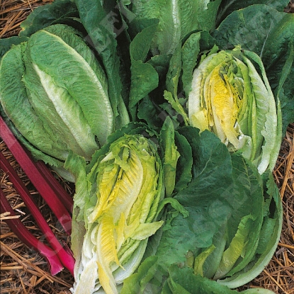 Picture of Lettuce Little Gem - Grower Pack