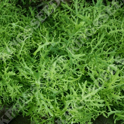 Picture of Mustard Golden Streaks (Brassica juncea)