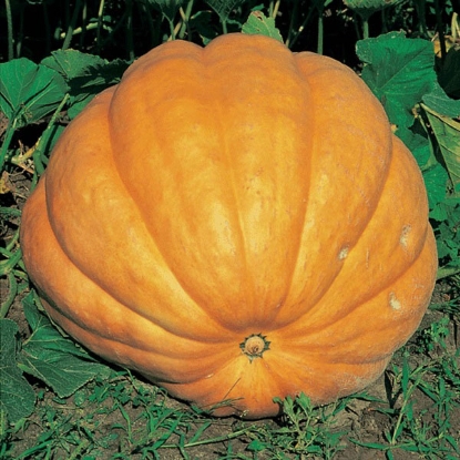 Picture of Pumpkin Atlantic Giant Plug Plants - 3 x 9cm pots - MAY DELIVERY