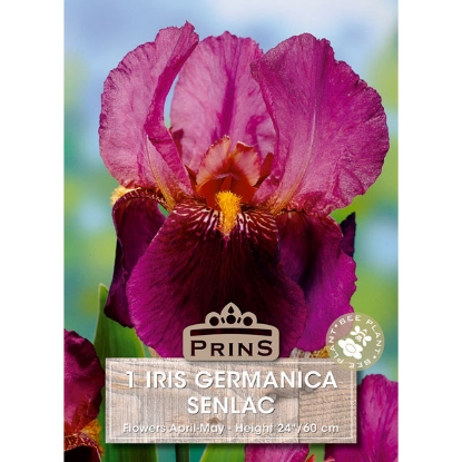 Picture of Iris Germanica Senlac - 3 Bulbs