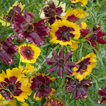 Picture of Coreopsis hybrida Incredible Dwarf Mix