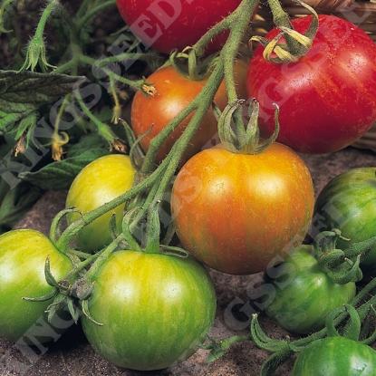 Picture of SALE - Tomato Tigerella Seeds