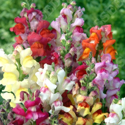 Picture of Antirrhinum Circus Clowns Mix