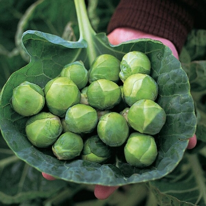 Picture of Brussel Sprouts Brigitte F1 - 12 plants - JULY DELIVERY