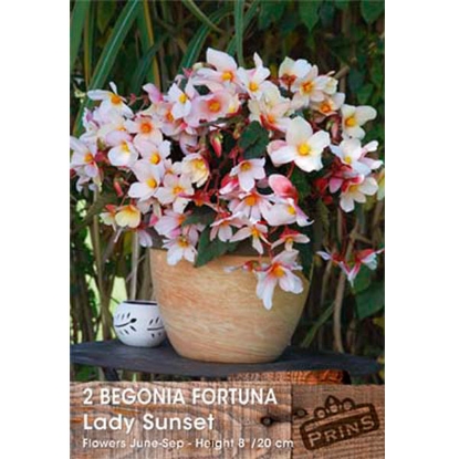 Picture of Begonia Fortuna Lady Sunset - 2 Bulbs