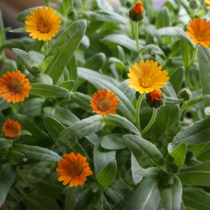 Picture of Calendula Winter Sun