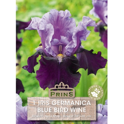 Picture of Iris Germanica Blue Bird Wine - 3 Bulbs