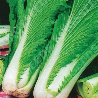 Picture of Chinese Cabbage  Wong Bok