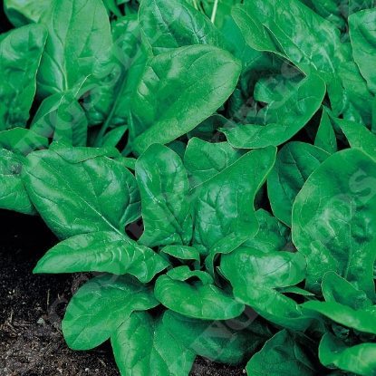 Picture of Spinach Matador (RHS Award of Garden Merit)