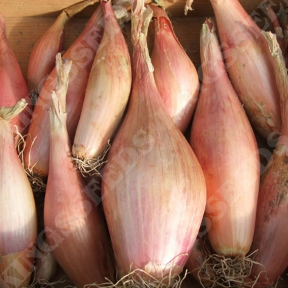 Picture of Shallot Zebrune