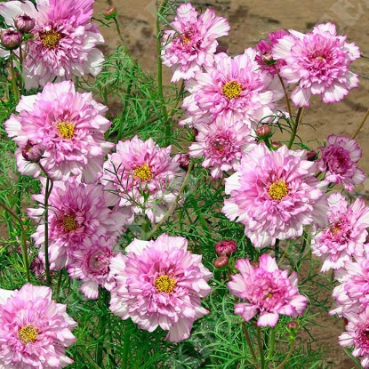 Picture of Cosmos Double Click Bicolour Pink