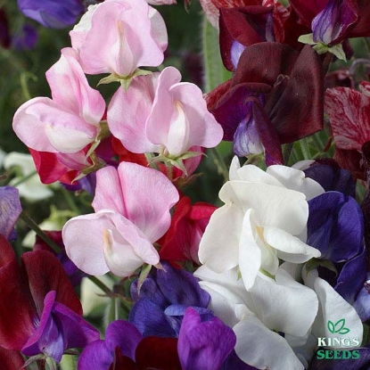 Picture of Sweet Pea Old Spice Mix Plants - 2 Strips - MARCH DELIVERY