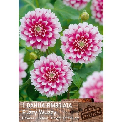 Picture of Dahlia Fimbriata Fuzzy Wuzzy - 1 tuber