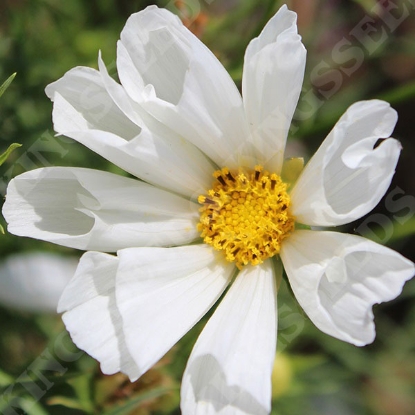 Picture of Cosmos Hummingbird White